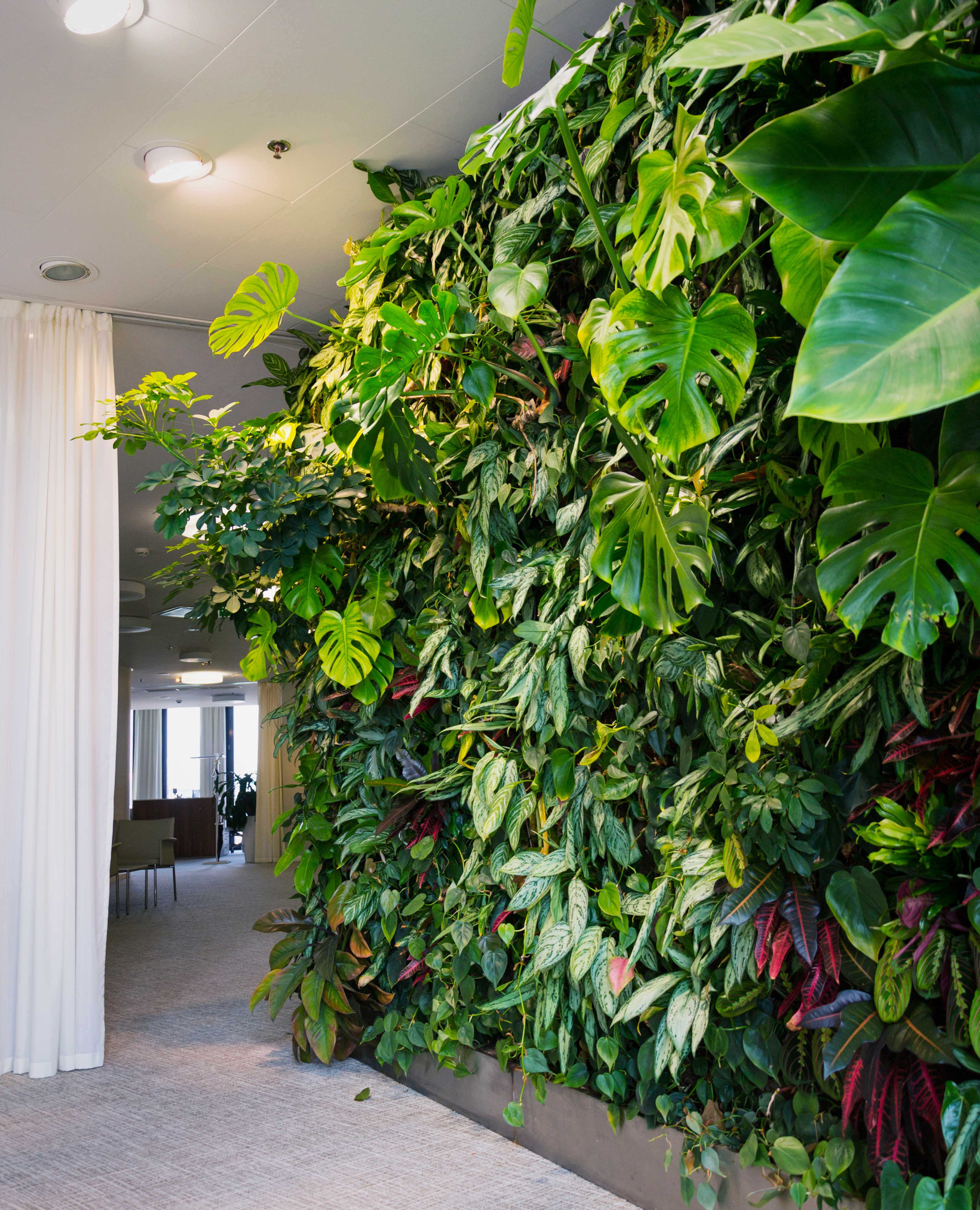 Fyllig växtvägg med monstera och andra fina växter